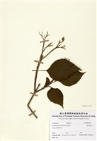 藏品(海州常山)的圖片